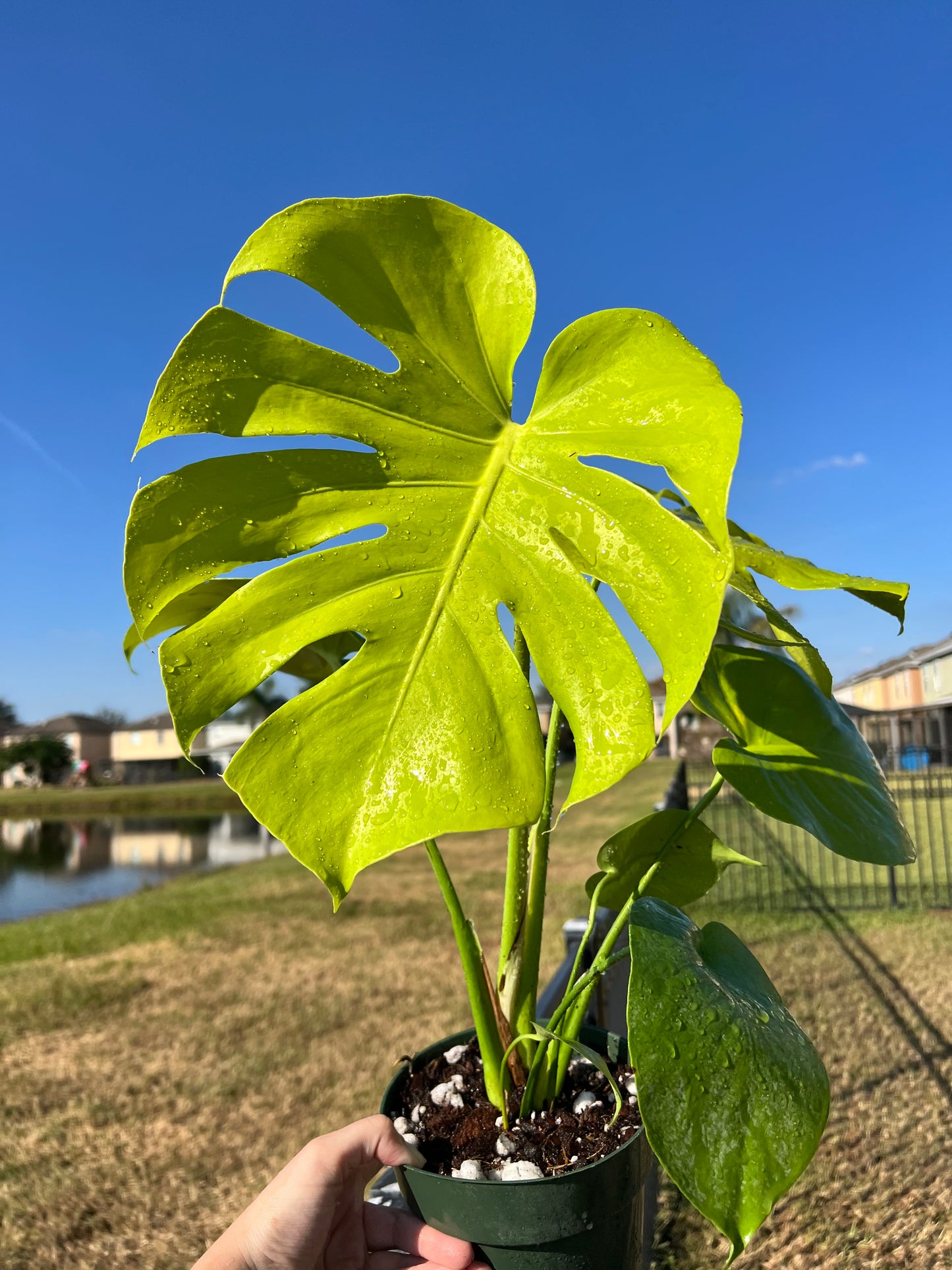 6” Monstera Deliciosa Lemon Lime