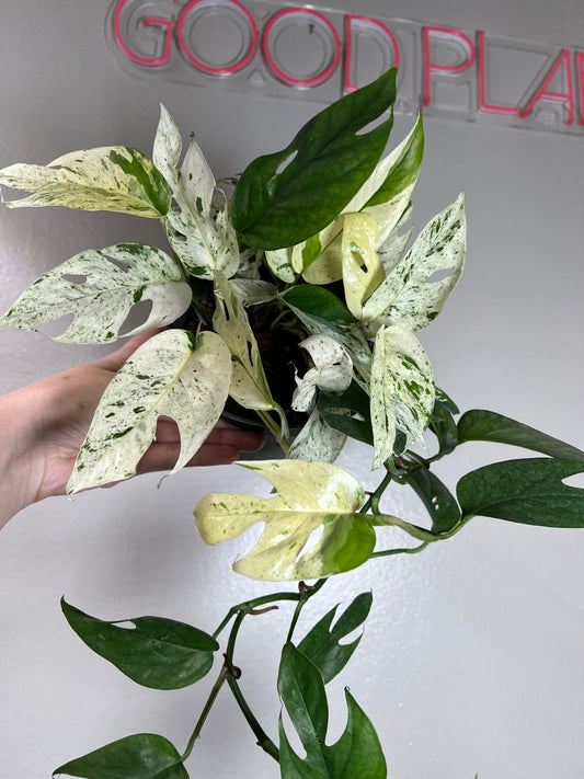 6” Epipremnum Pinnatum Marble