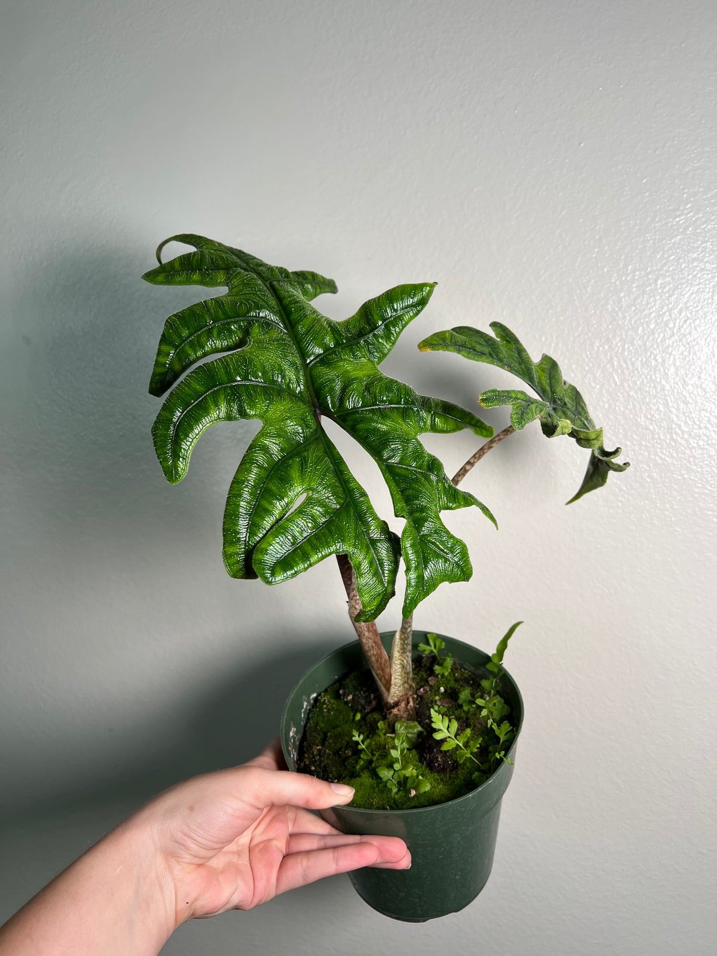 6” Alocasia Jacklyn