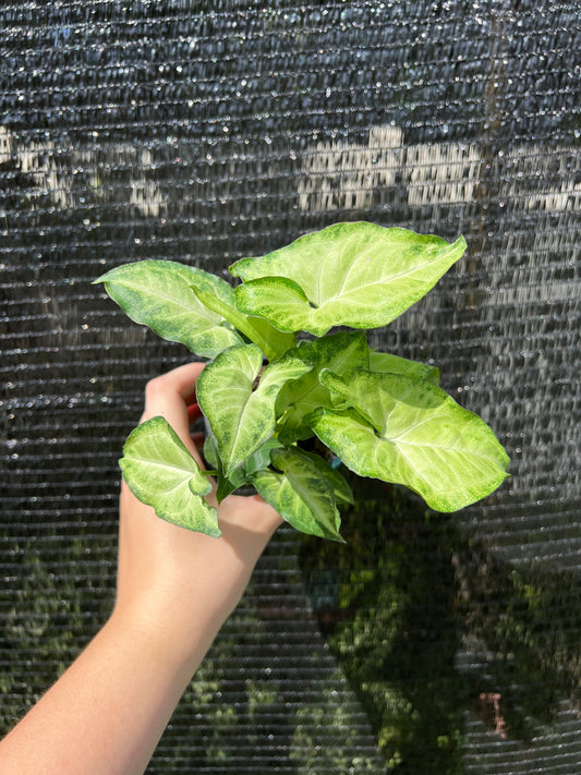 3” Syngonium White Butterfly