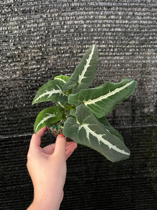 4” Syngonium Wendlandii