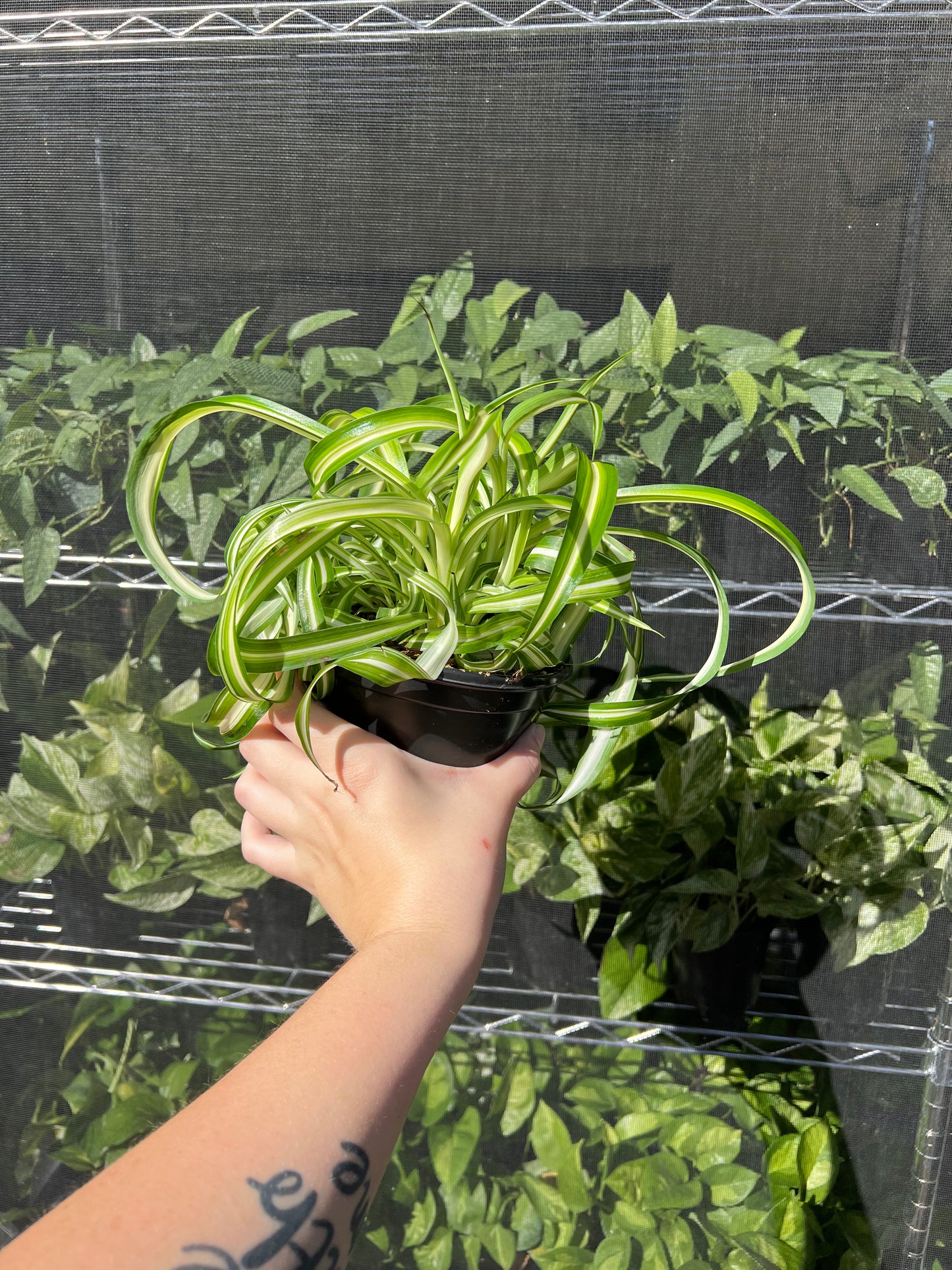 6" Curly Spider Plant