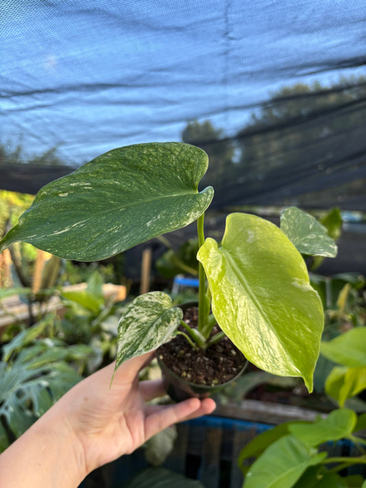 4” Monstera Mint