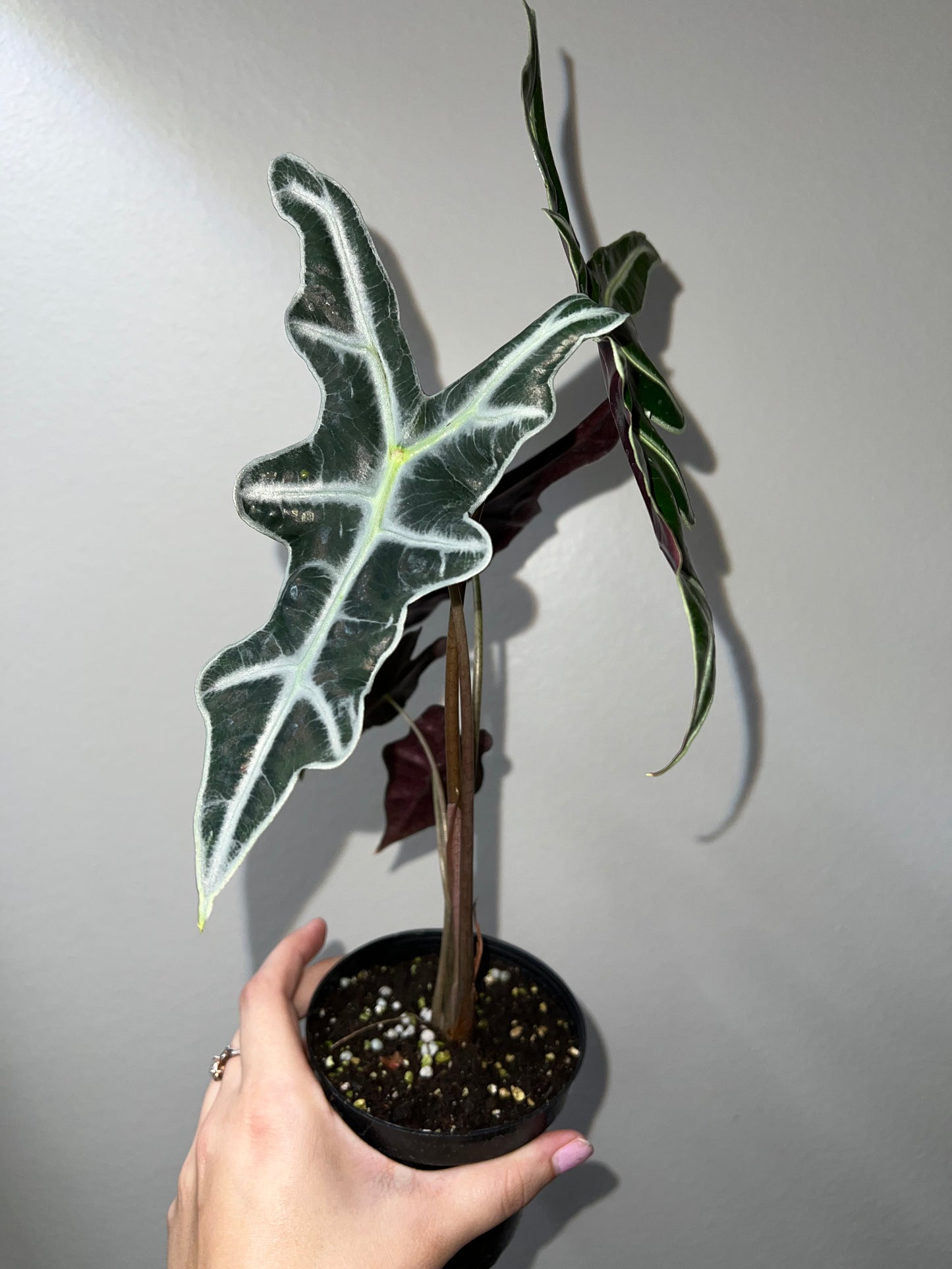 4” Alocasia Nobilis