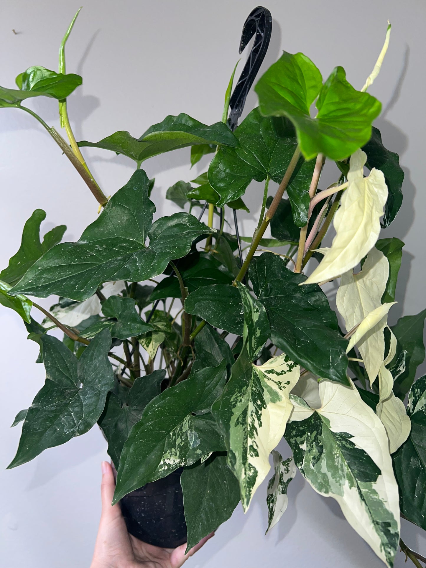 8” Syngonium Albo Hanging Basket (smaller)