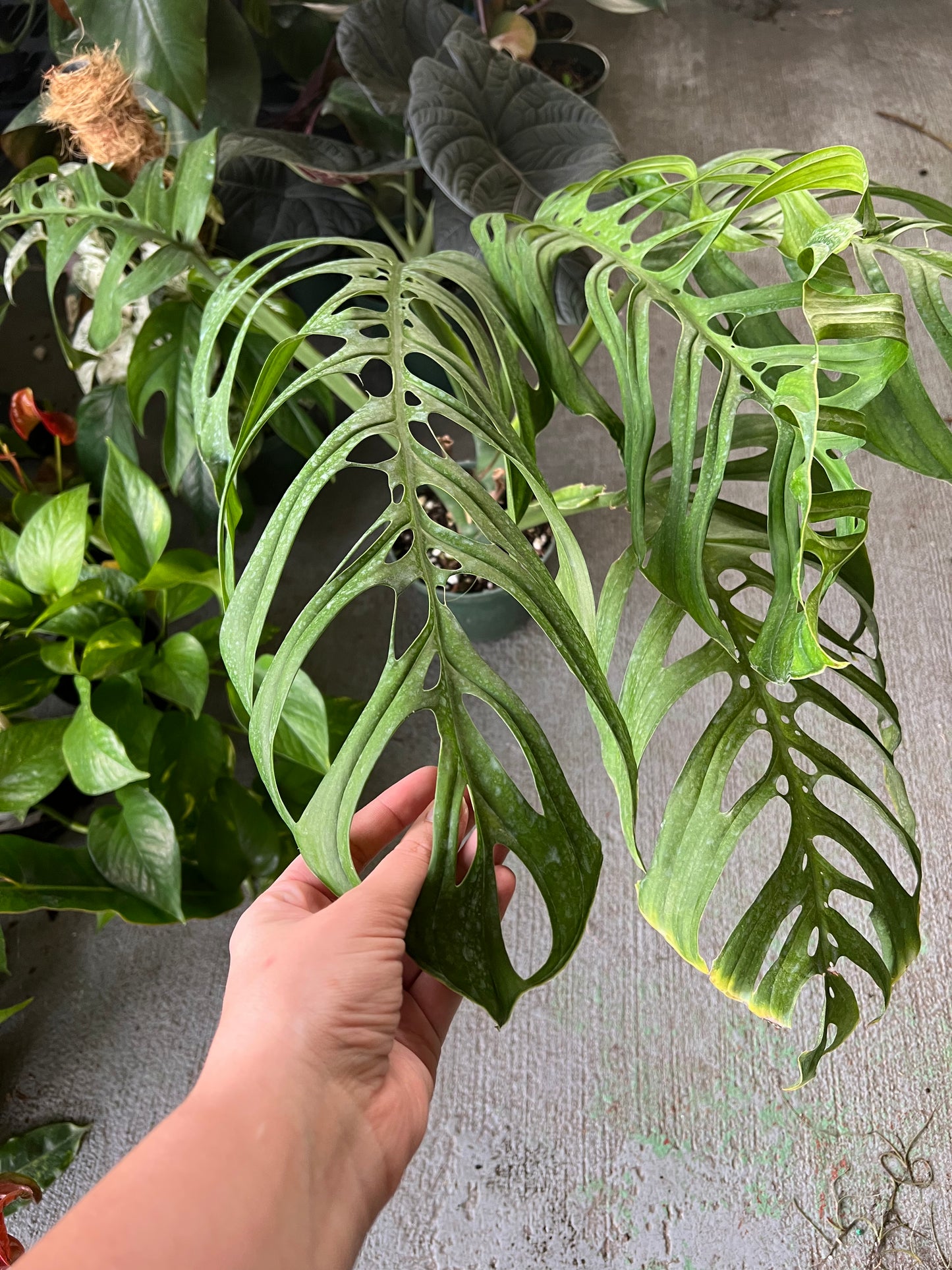 6” Monstera Esqueleto (Mature)