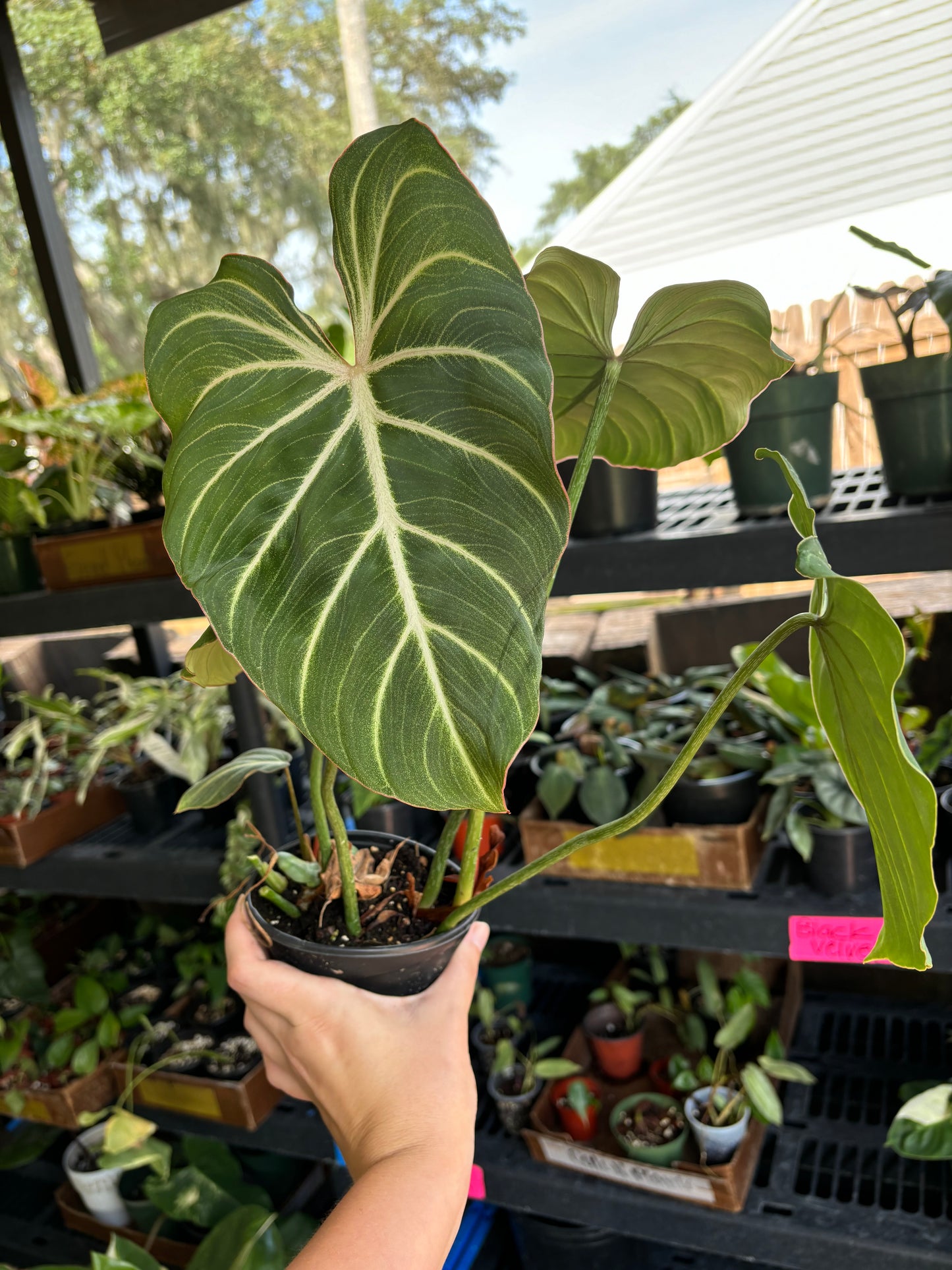 4” Philodendron Gloriosum Zebra