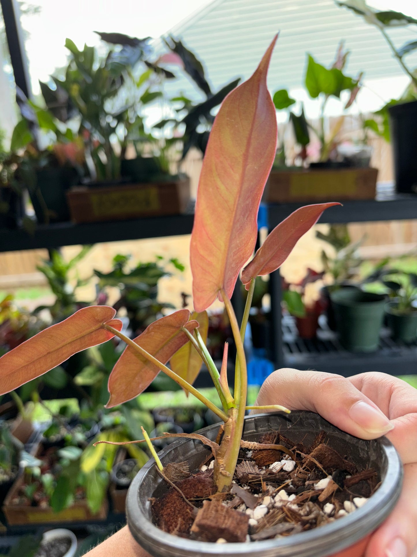 4” Philodendron Atabapoense