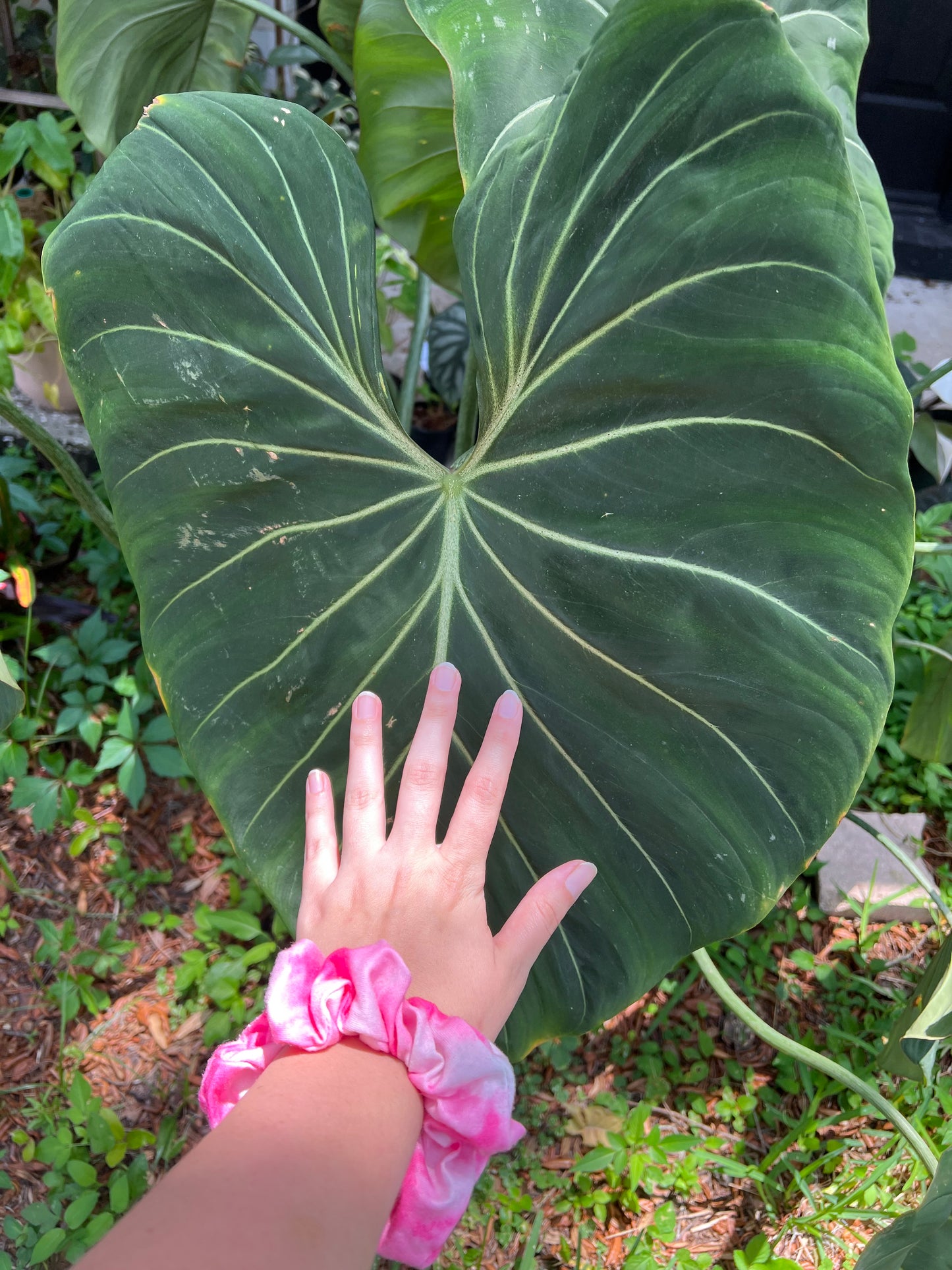 16” Philodendron Gloriosum