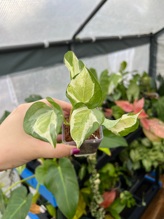 3” Japanese Global Pothos