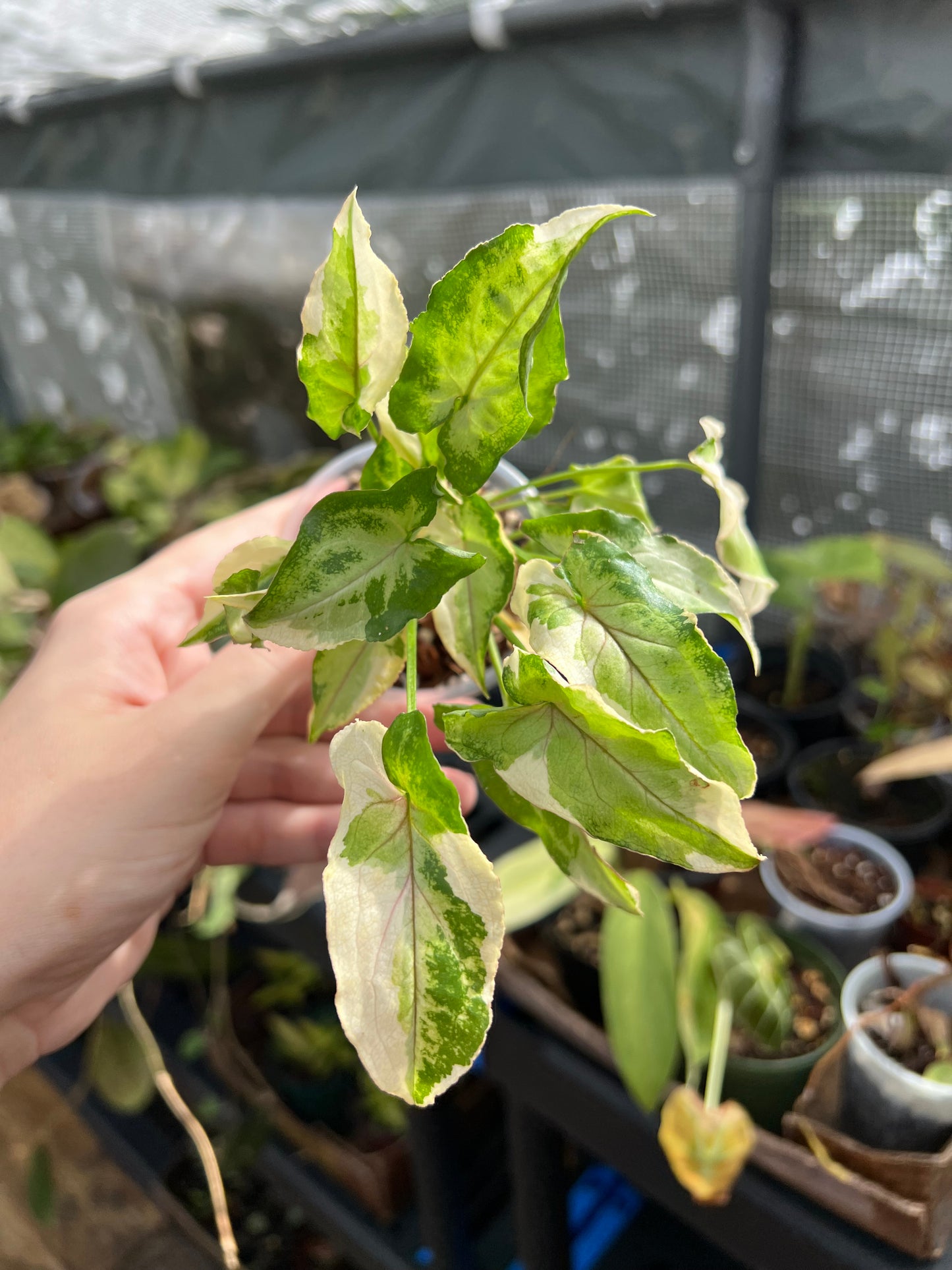 3” Syngonium White Princess