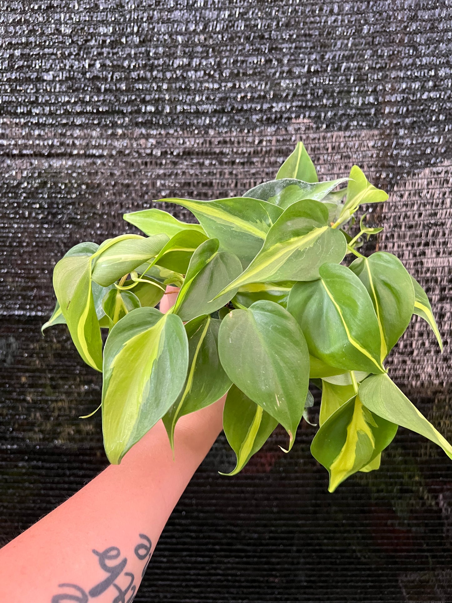 4" Philodendron 'Brasil'