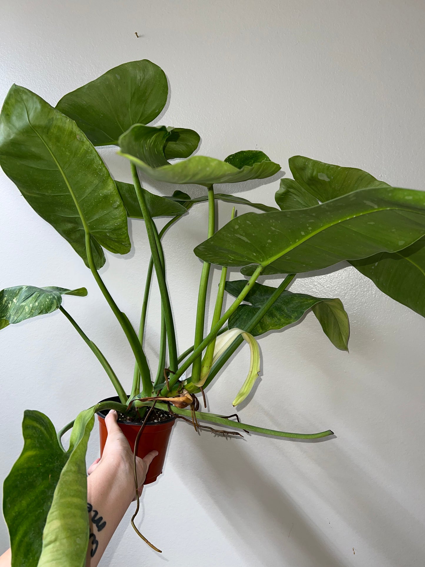 6” Philodendron Jose Buono