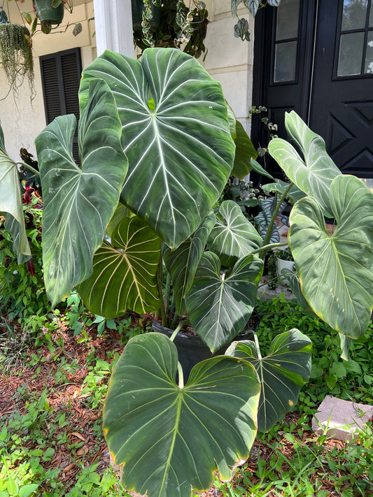 16” Philodendron Gloriosum