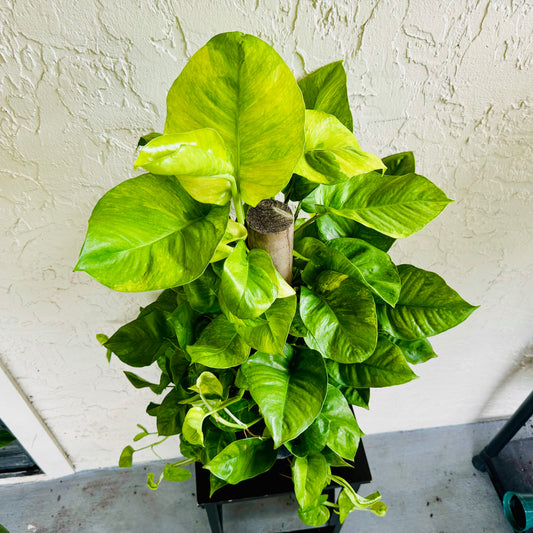 8” Global Green Pothos Totem