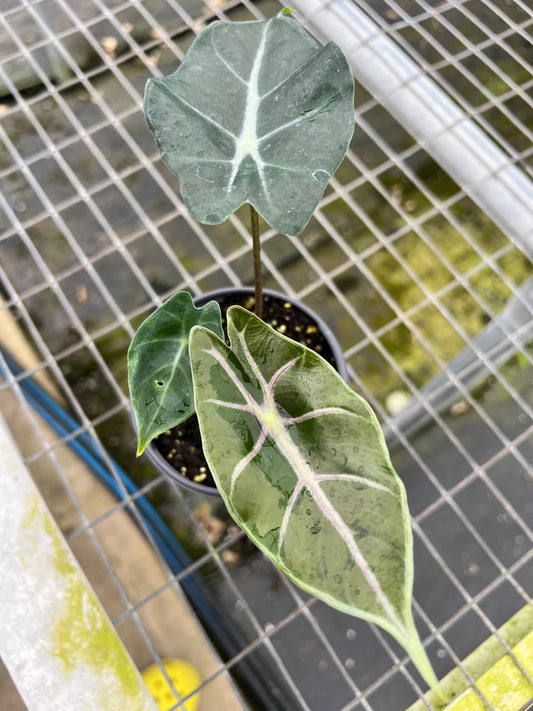 4” Alocasia Longiloba Purple Vein