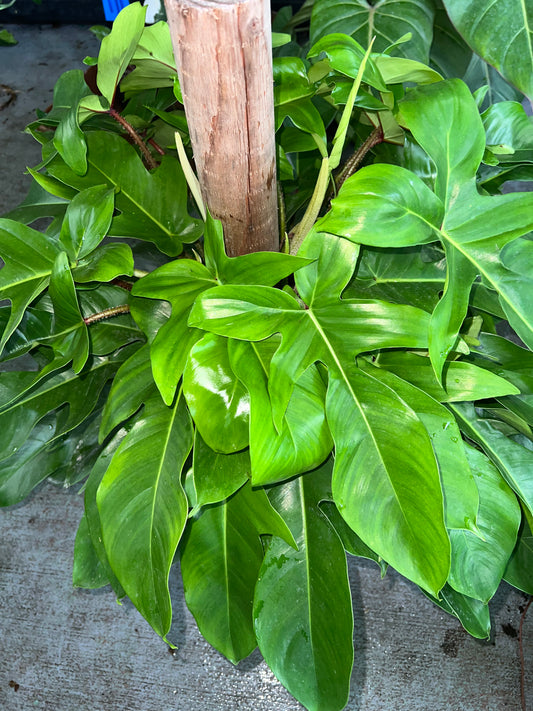 8” Philodendron Squamiferum Totem