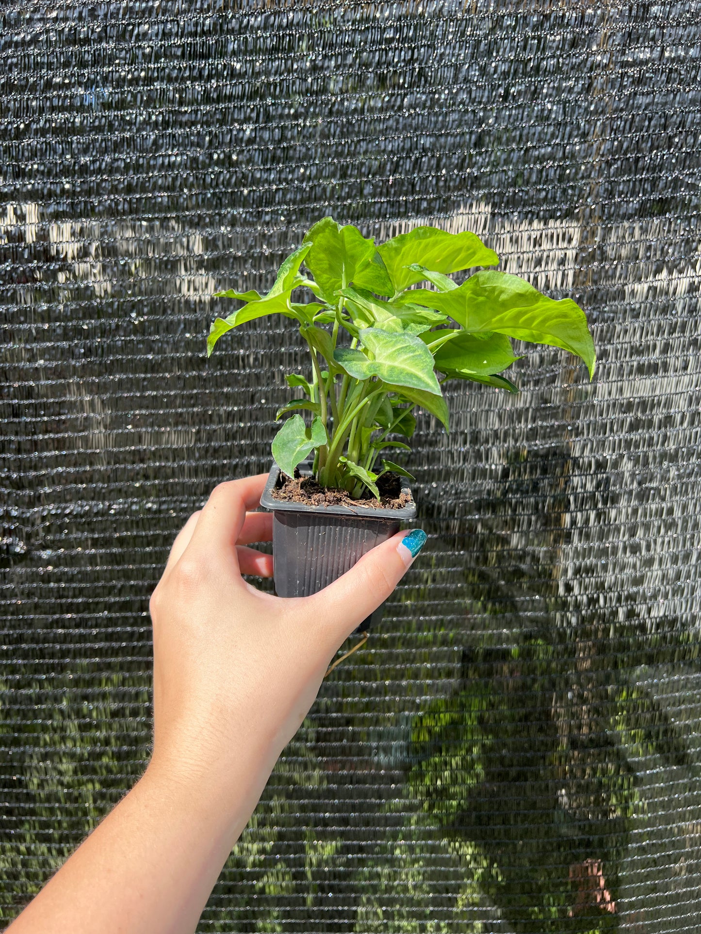 3” Syngonium White Butterfly