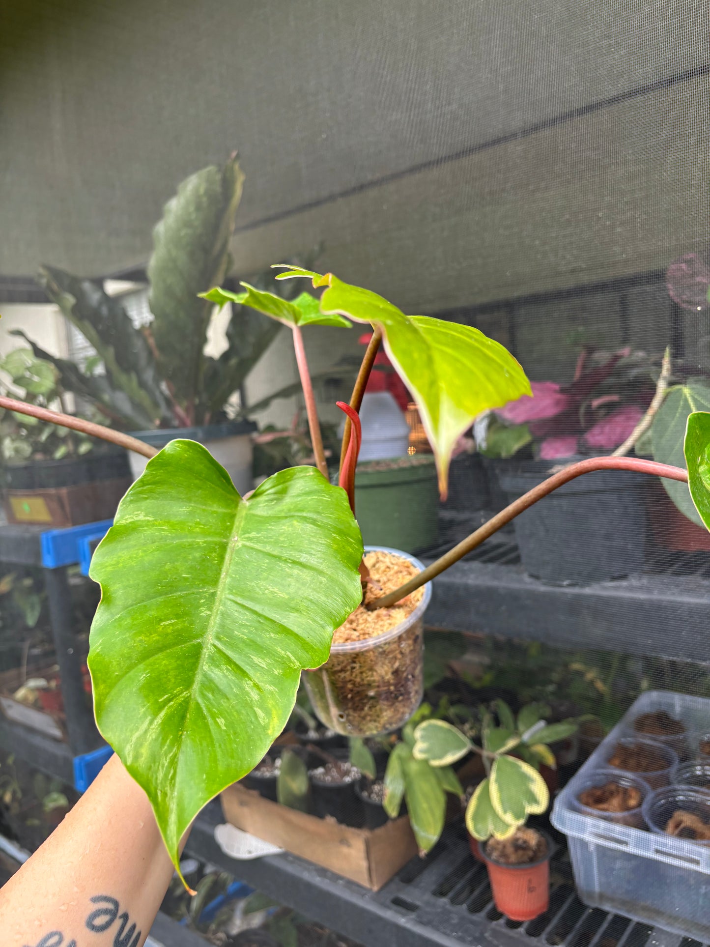 4” Philodendron Caramel Marble Mutation