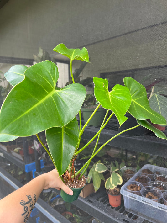 4” Philodendron Corcovandense