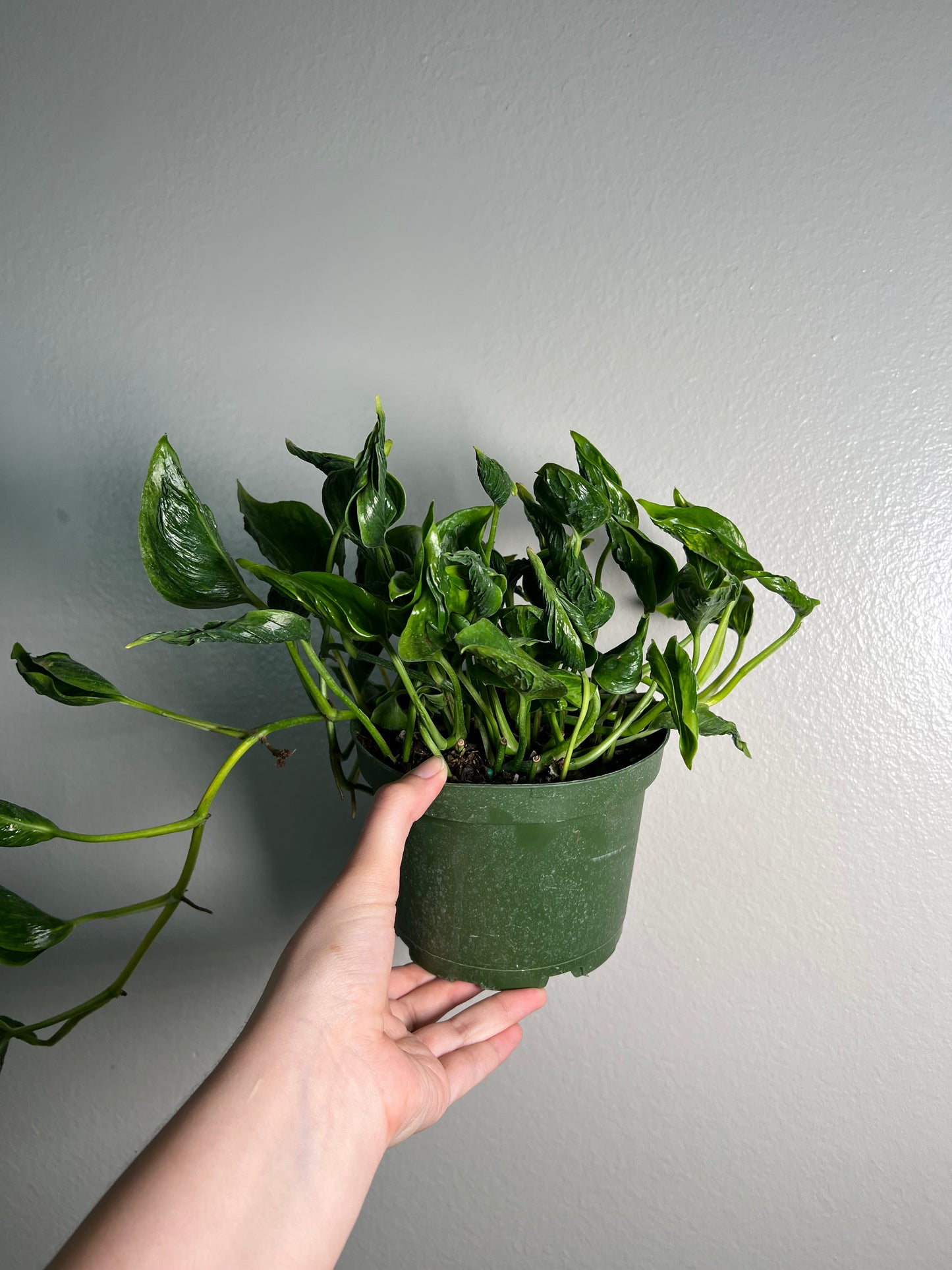 6” Shangri La Pothos