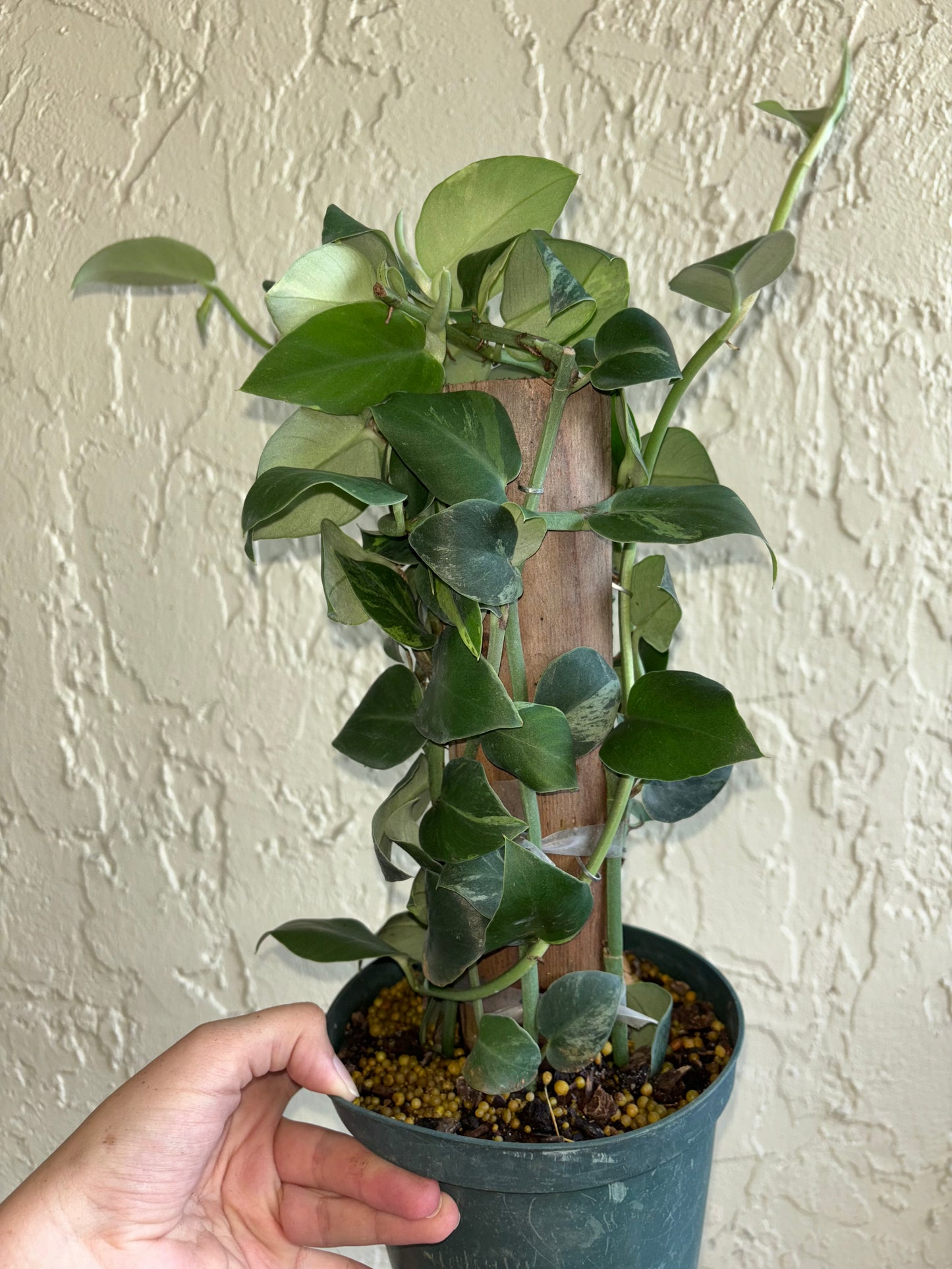 6" Variegated Rhapidorphora Hayi Totem