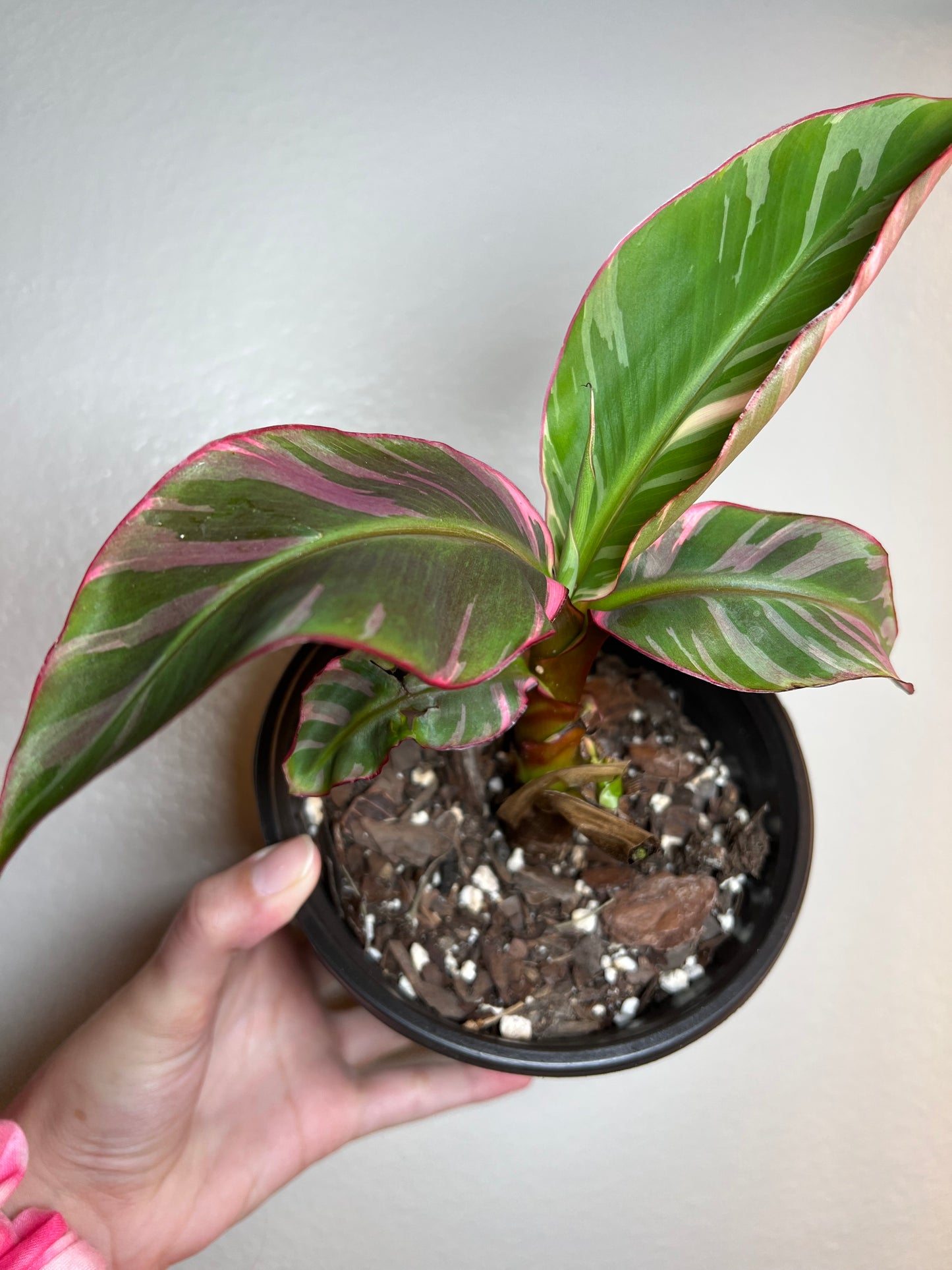 6” Musa ‘Nono’ Pink Variegated Banana Plant