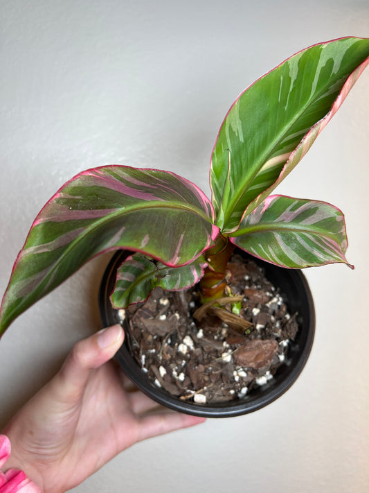 6” Musa ‘Nono’ Pink Variegated Banana Plant