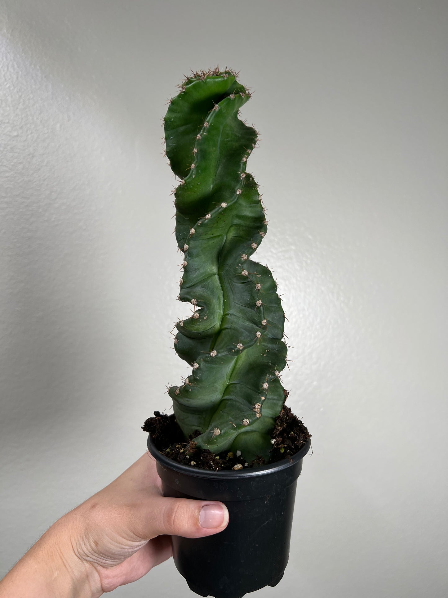 4” Spiral Cactus