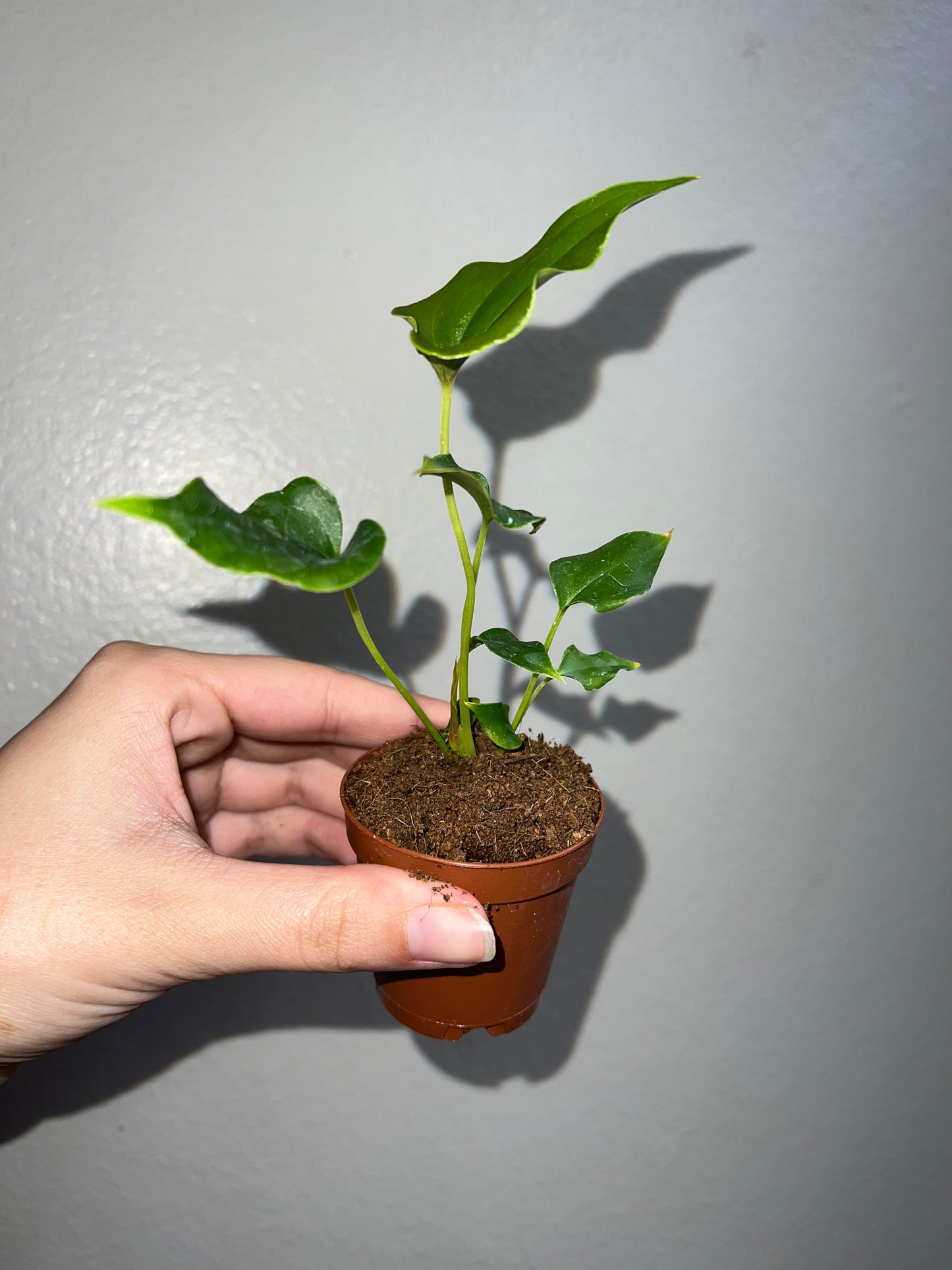 2” Anthurium Ferreriense