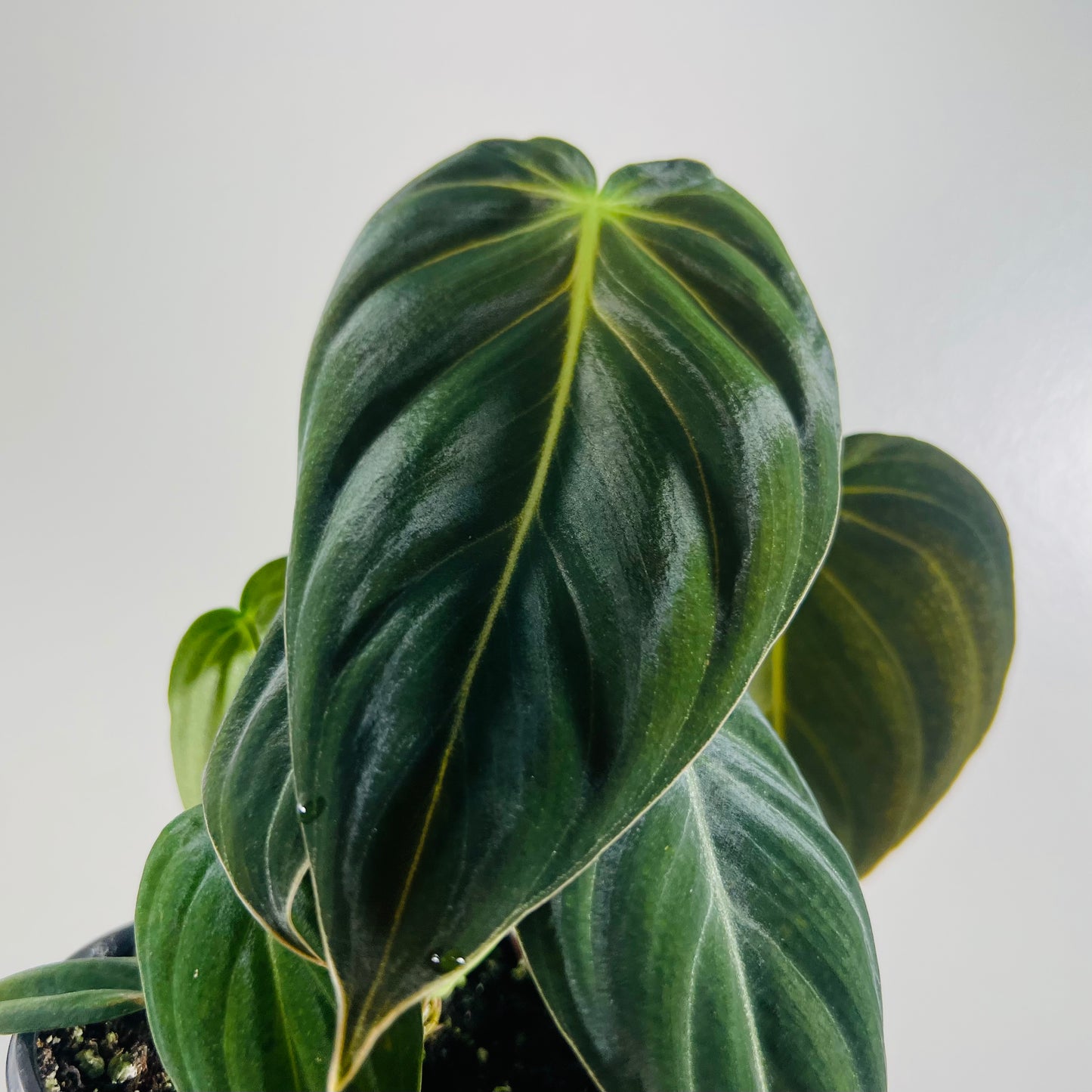 4” Philodendron Melanochrysum