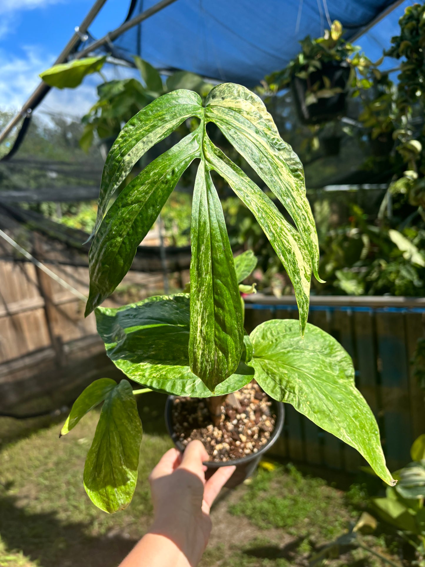 6” Amydrium Zippelianum Variegated