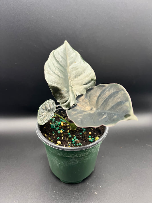 4” Alocasia Infernalis Kapit