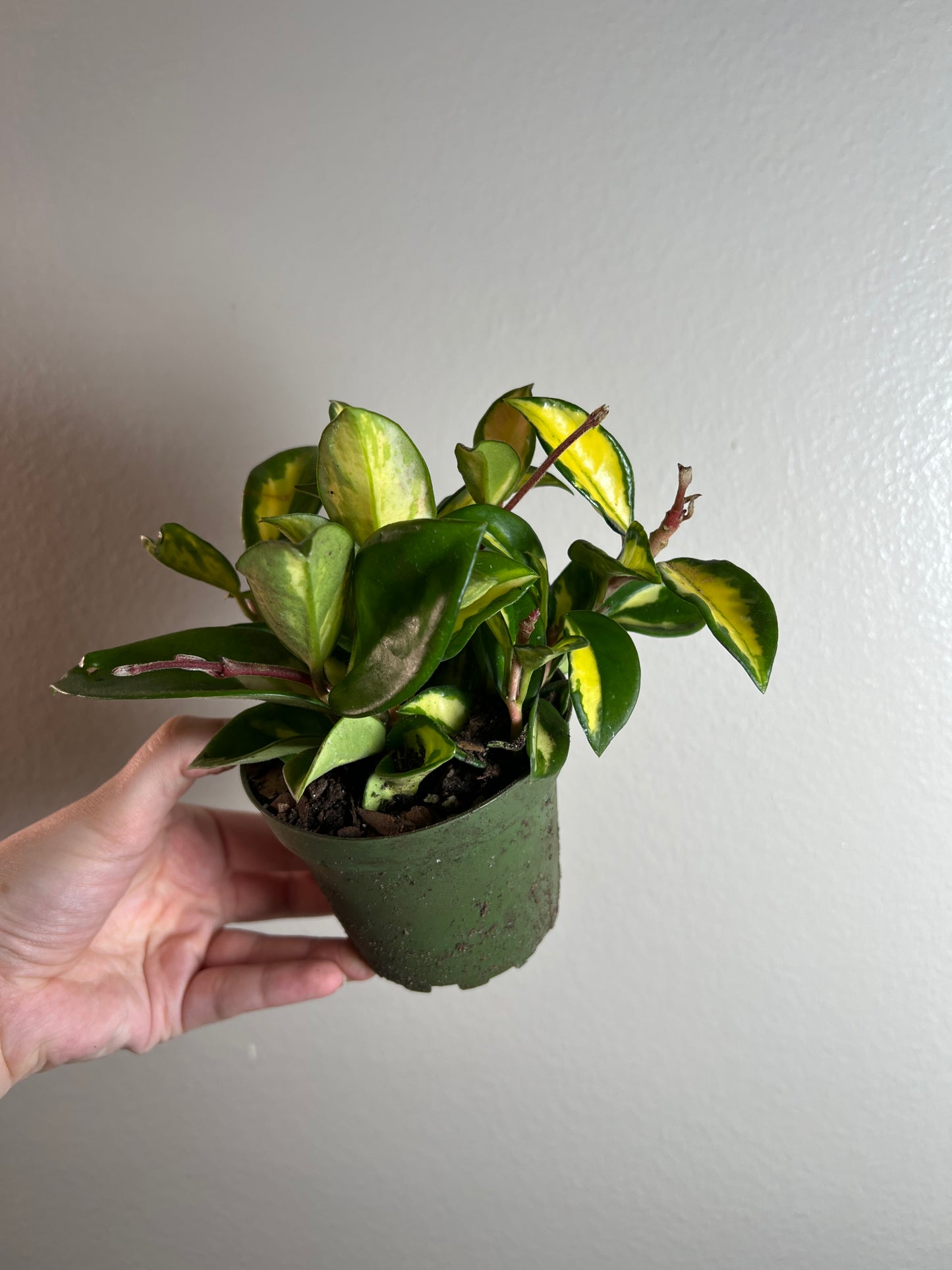 4” Hoya Carnosa ‘Krimson Princess’