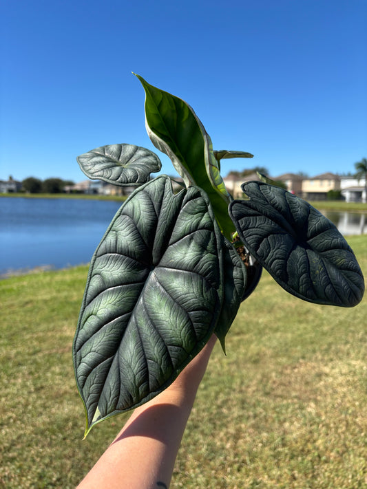 6” Alocasia Dragon Scale