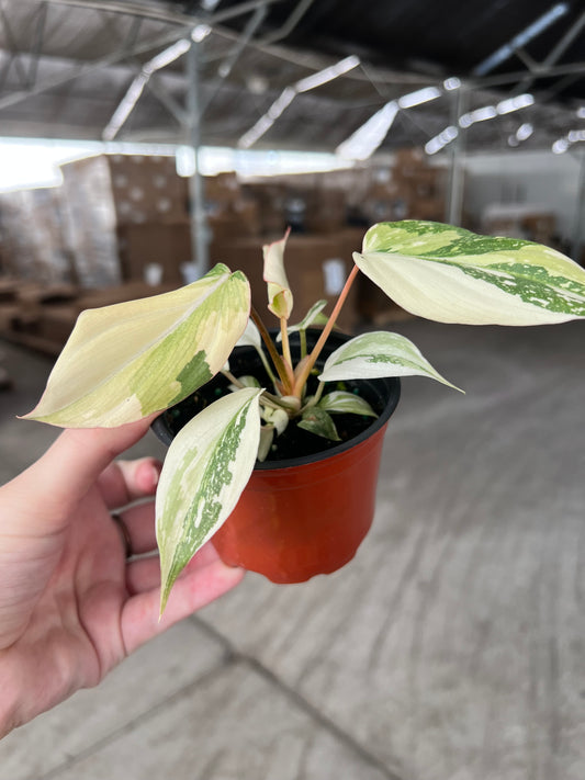 4” Philodendron Gloriosum Variegated