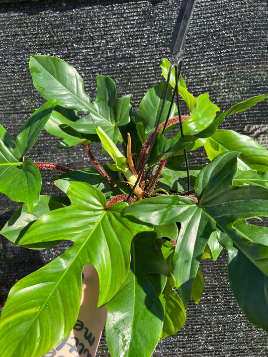 8” Philodendron Squamiferum Hanging Basket