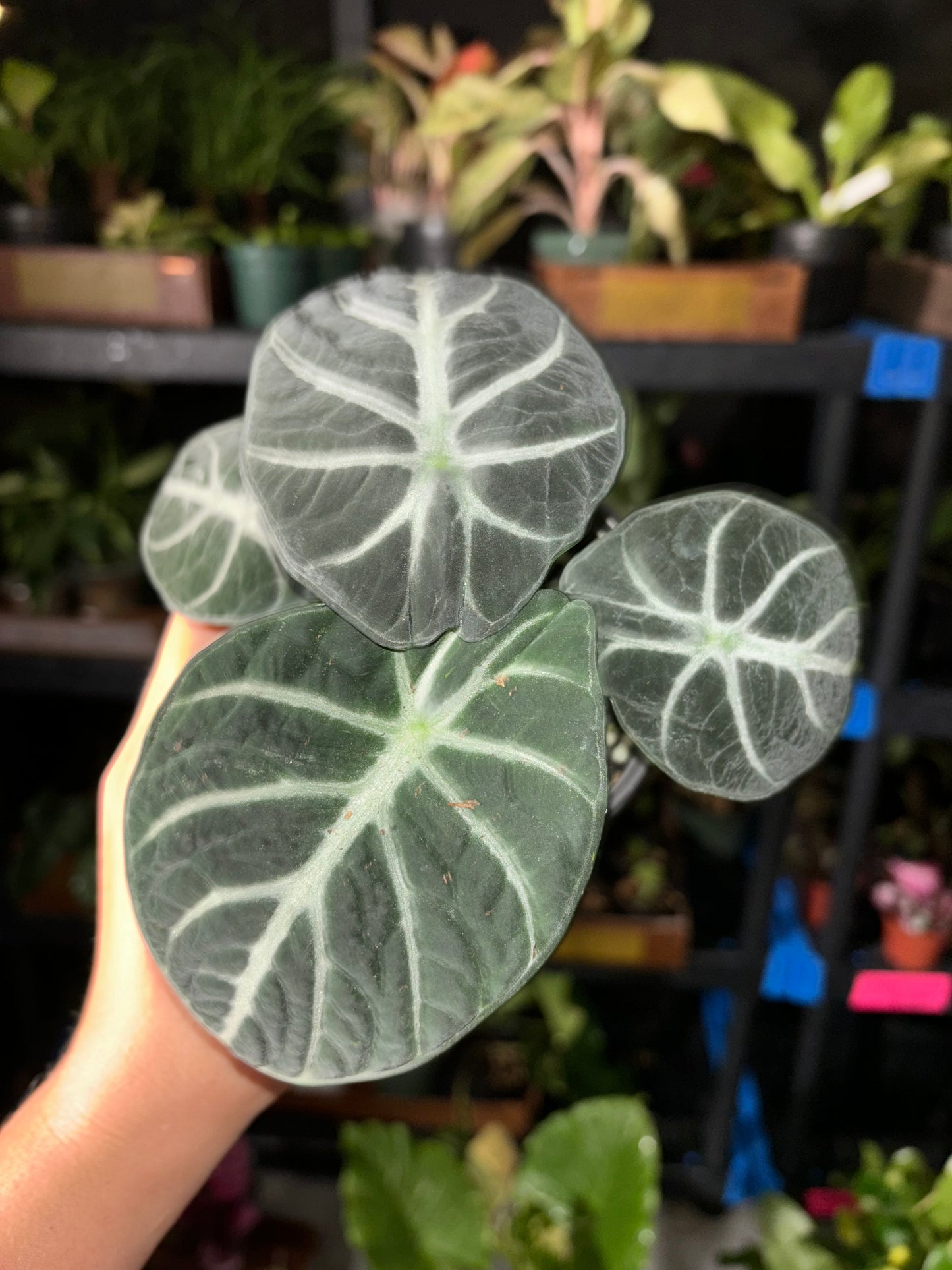 4” Alocasia Ninja