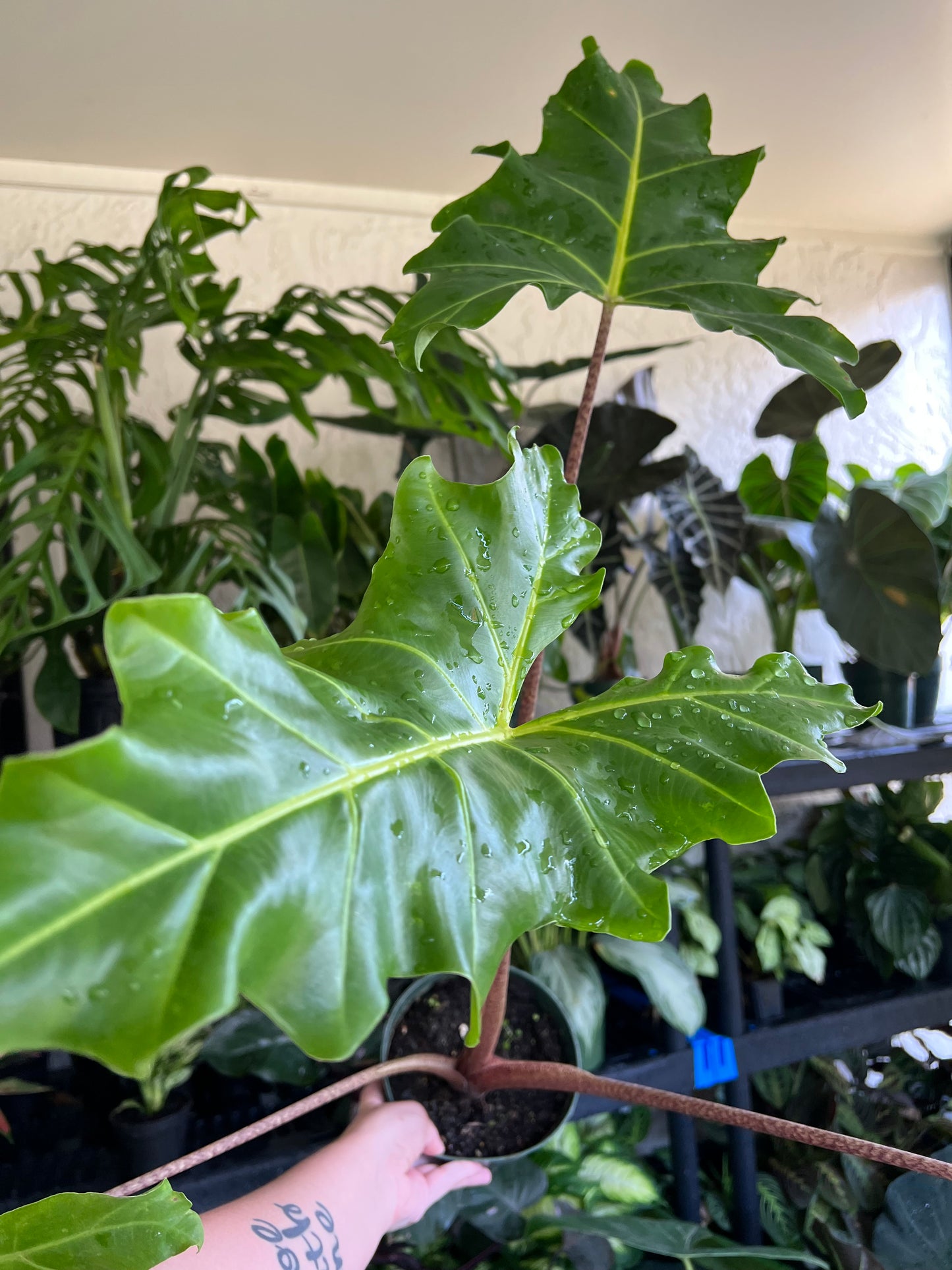 6” Alocasia Golden Dragon