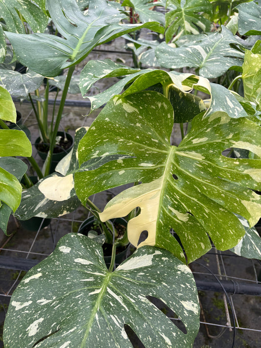 6” BIG Monstera Thai Con