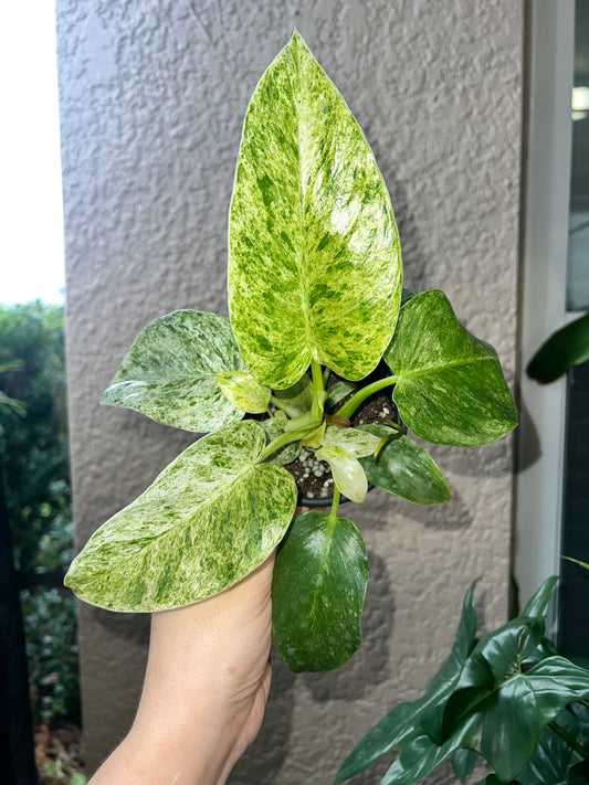4” Philodendron Giganteum Blizzard
