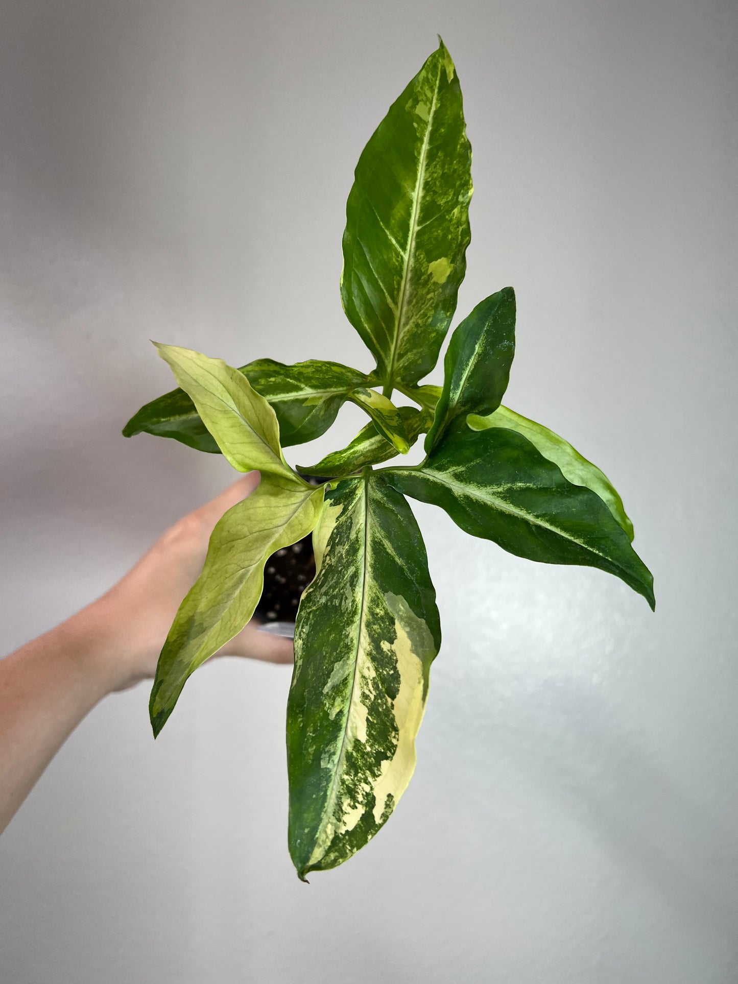 4” Syngonium Augustatum Variegated