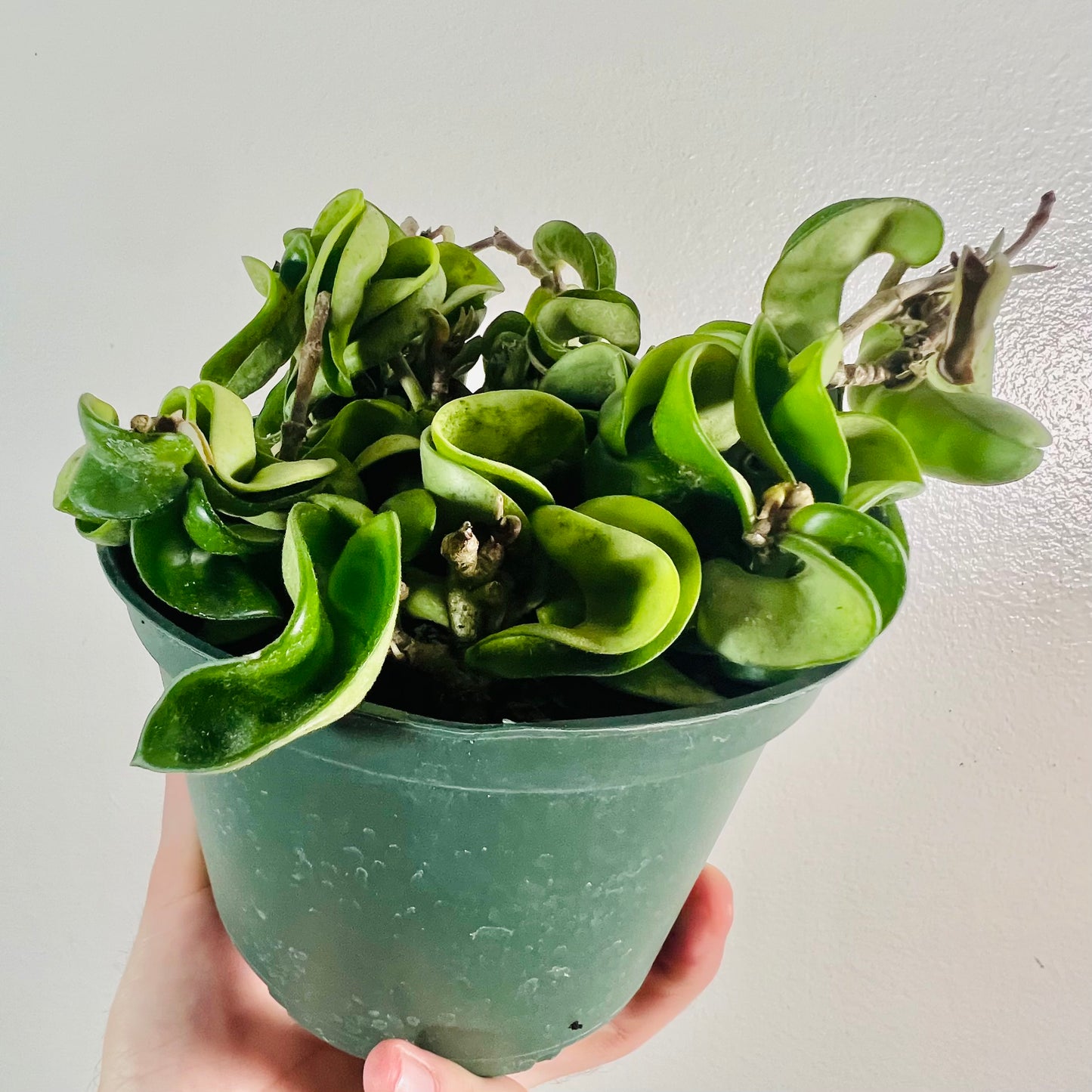 6” Hoya Carnosa Compacta ‘Hindu Rope’
