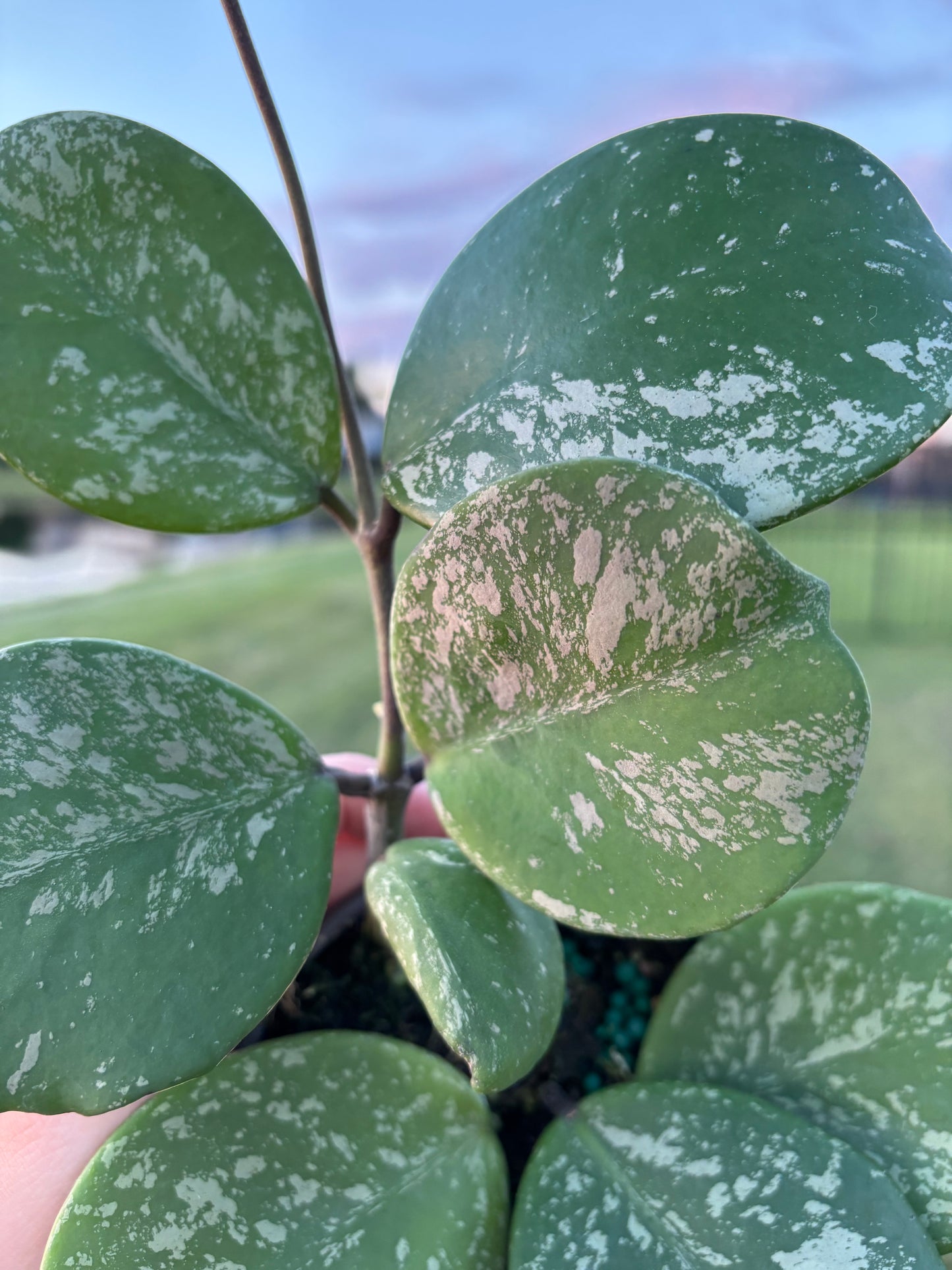 4” Hoya Obovata Splash