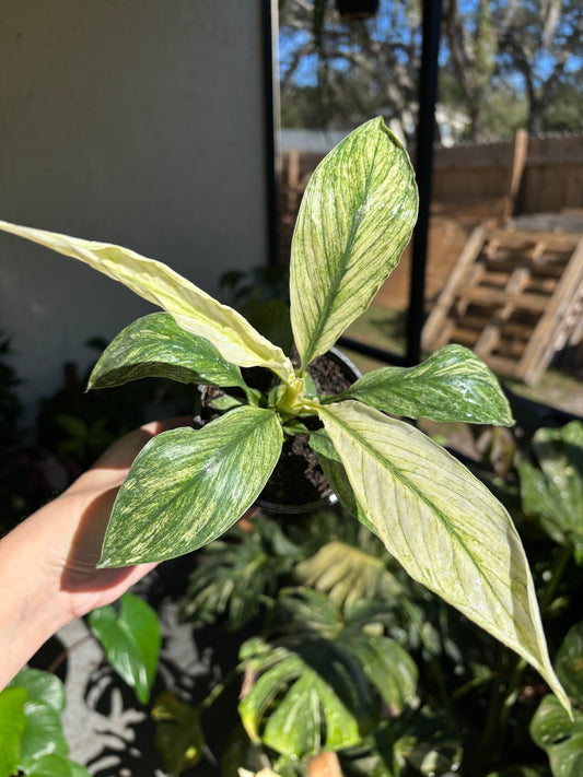 4” Peace Lily ‘Jessica’