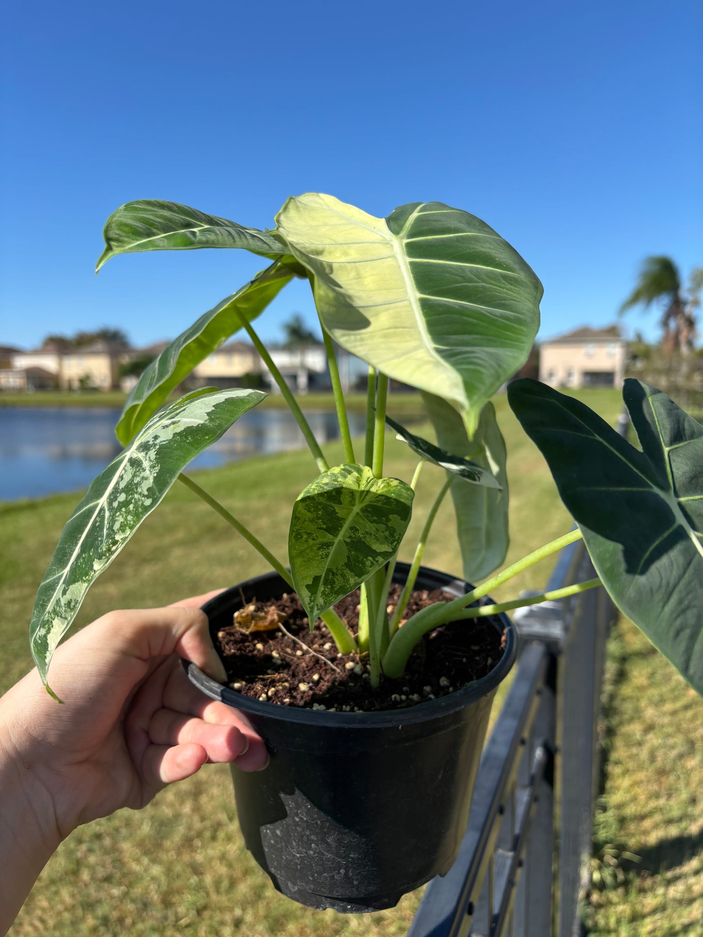 6” Variegated Alocasia Frydek