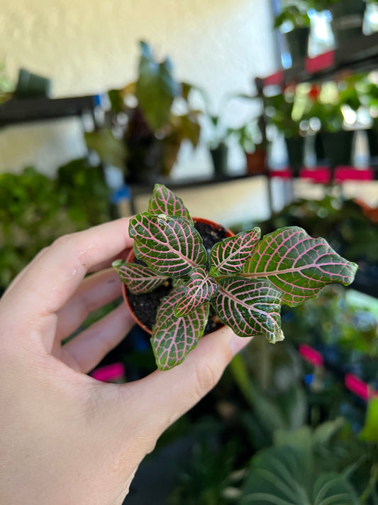 2” Pink Nerve Plant