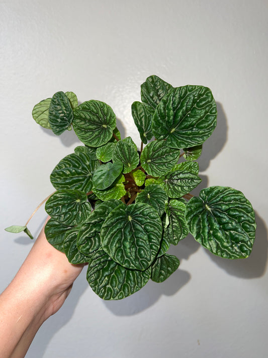 4” Peperomia Green Emerald