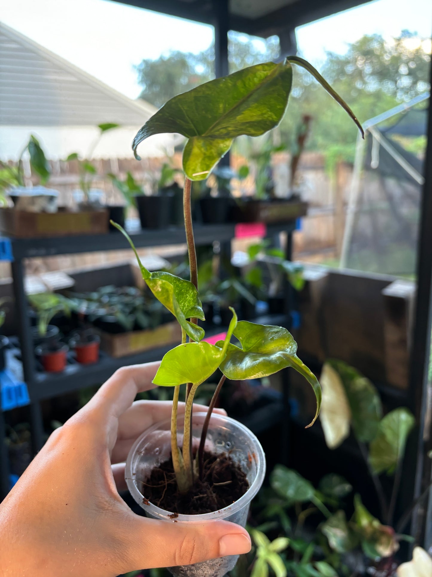 3” Variegated Alocasia Stingray