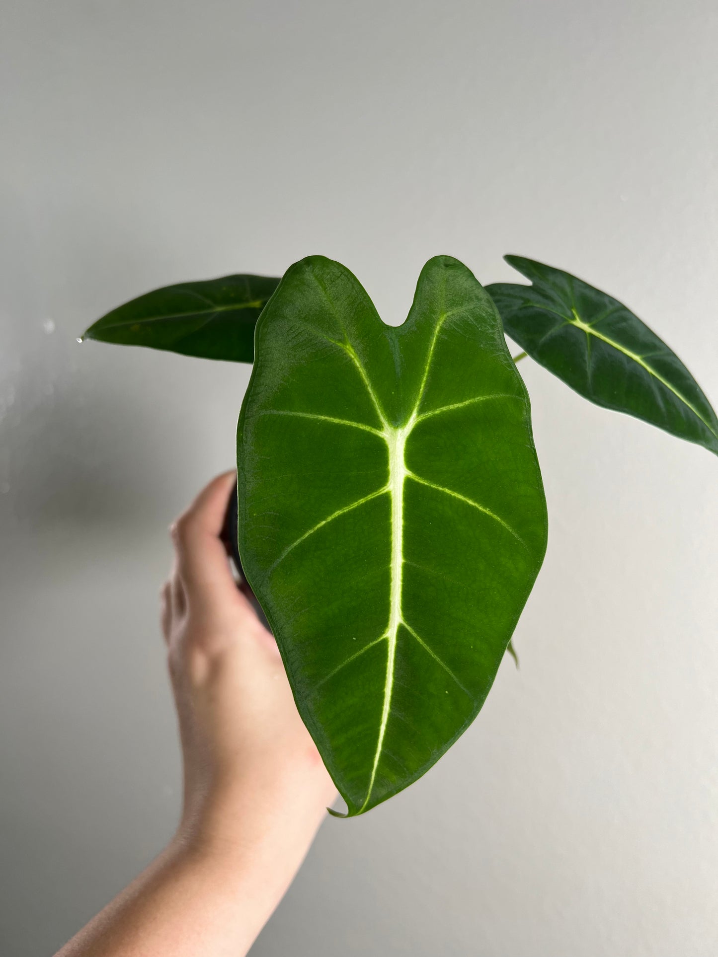 4” Alocasia Frydek